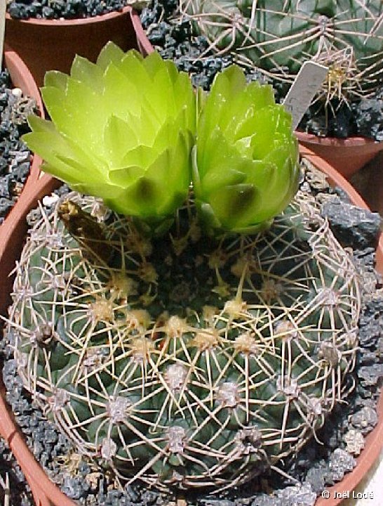 Gymnocalycium hyptiacanthum leeanum ©JLcoll.1929